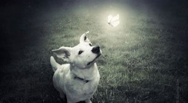 Photoshop pentru animale fara stapan, de Sarolta Ban