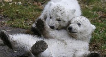 Doi ursuleti polari gemeni se bucura de viata