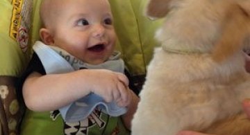 Bebelusi si catei, la prima intalnire