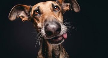 Cele mai expresive portrete de catei