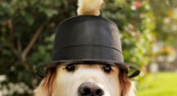 Cainele, prieten cu puii de gaina