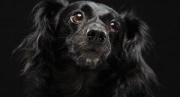 Cei mai frumosi caini negri, de Freed Levy