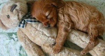 16 pui de catel dorm cu jucariile lor preferate