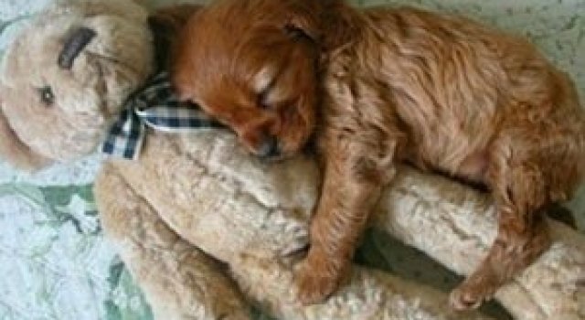 16 pui de catel dorm cu jucariile lor preferate