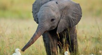 10 elefantei invata sa-si foloseasca trompele