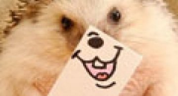 Cel mai simpatic arici, vedeta pe Internet