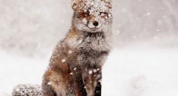 13 fotografii cu vulpite absolut adorabile