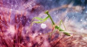 Lumea miraculoasa a insectelor, de Nordin Seruyan