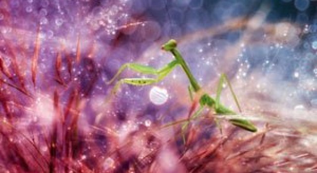 Lumea miraculoasa a insectelor, de Nordin Seruyan