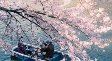 Festivalul florilor de cires Sakura in 13 imagini minunate