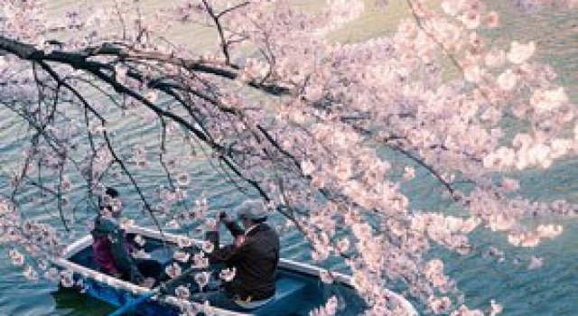 Festivalul florilor de cires Sakura in 13 imagini minunate
