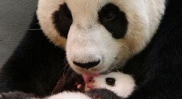 Un pui de panda in 10 fotografii adorabile!