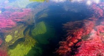Raul curcubeu din Columbia: Cano Cristales