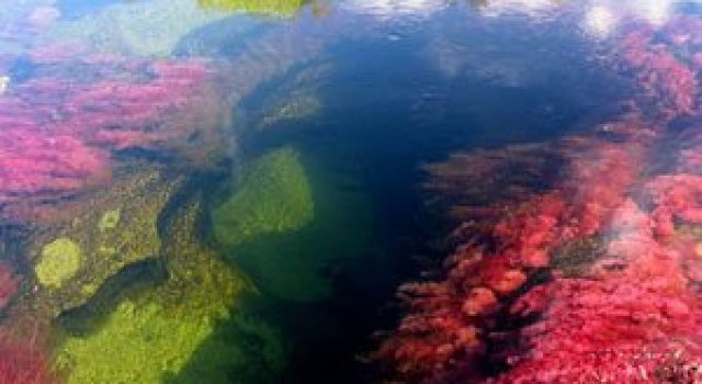 Raul curcubeu din Columbia: Cano Cristales