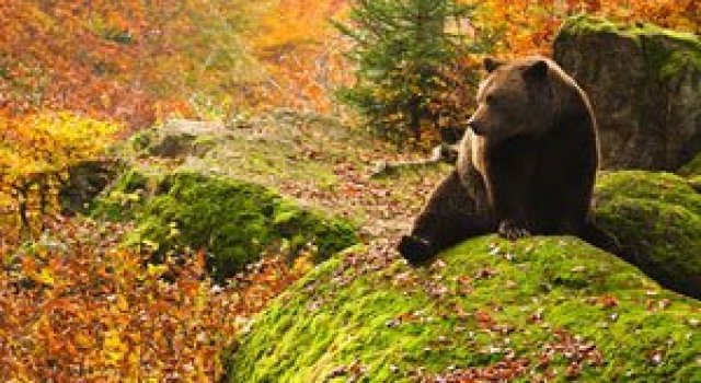 Padurea din Bavaria in 12 fotografii superbe