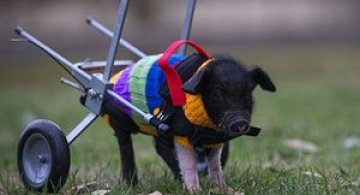 Leon, porcusorul pe rotile din Australia