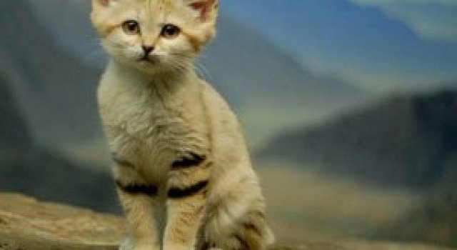 10 pui adorabili de animale