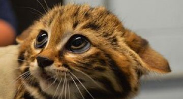 Adorabilii pisoi cu labe negre, nascuti la Zoo Philadelphia