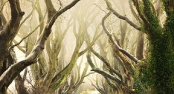 Drumul minunat din Irlanda de Nord: Dark Hedges