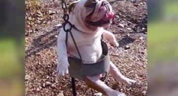 VIDEO: Bulldogul care se da in leagan