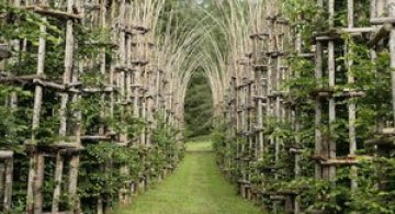 Incredibila catedrala vegetala din Italia