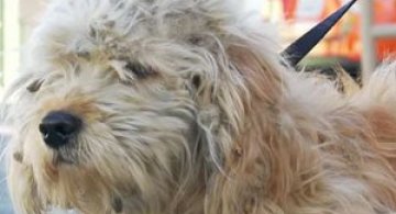 Tunsoarea care a salvat viata catelului Charlie