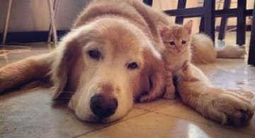 Un pisoi si un catel Golden Retriever, prieteni pe Instagram