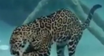 Un jaguar se simte in mediul acvatic ca pestele in apa