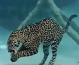 Un jaguar se simte in mediul acvatic ca pestele in apa