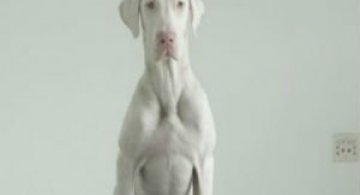 Transformarea unui catelus bolnav in cateva luni