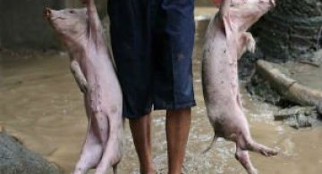 Animale surprinse in cele mai uimitoare ipostaze