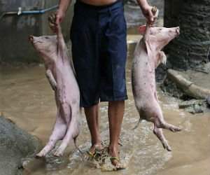Animale surprinse in cele mai uimitoare ipostaze