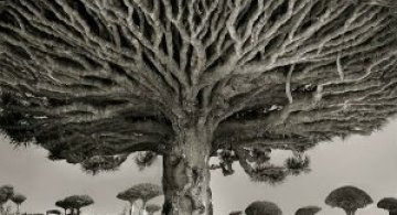 Portretele timpului: Cum arata cei mai batrani copaci din lume