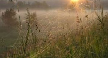 Spectaculoasa ploaie cu paianjeni din Australia