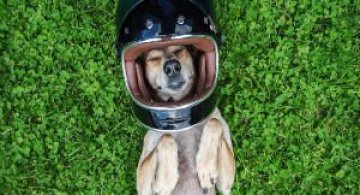 Aventurile epice ale lui Maddie: Catelusa porneste intr-o noua calatorie