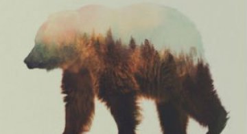 Frumuseti ireale: Cum se oglindeste natura pe trupul animalelor salbatice