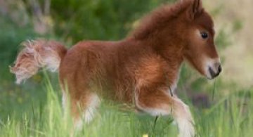 Cai miniaturali, in cele mai adorabile ipostaze
