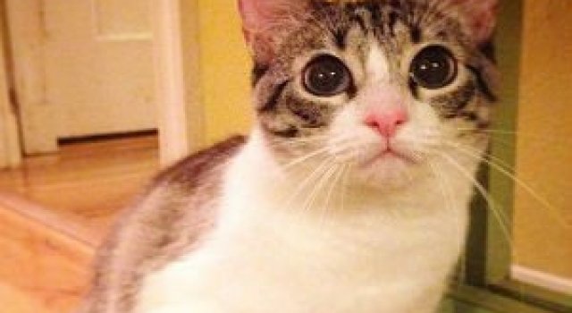 Impresionant! Pisica, fara doua picioare, pe care toti o iubesc