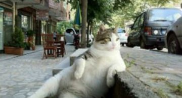 Cum pozeaza 12 animalute ca niste modele profesioniste