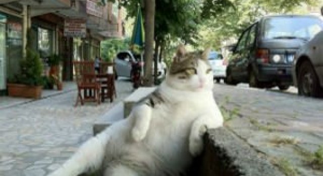 Cum pozeaza 12 animalute ca niste modele profesioniste