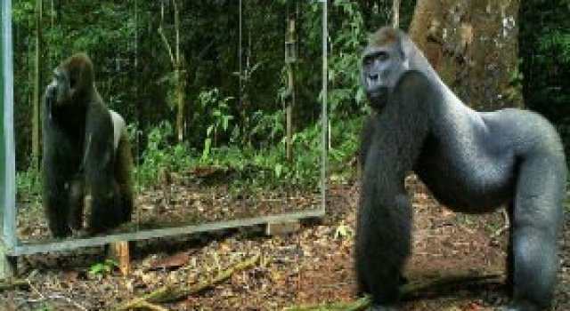 Reactiile animalelor salbatice cand se vad in oglinda