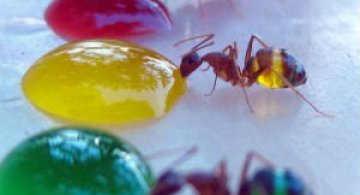Experiment coloristic: Furnicile-curcubeu fac deliciul unui cercetator