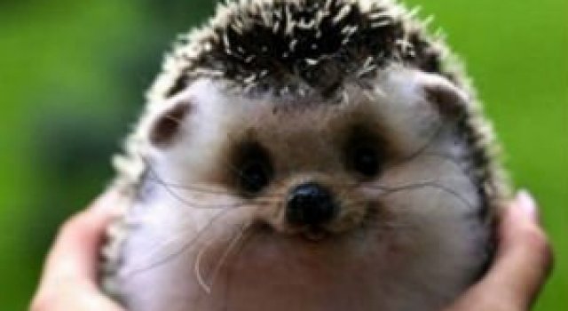 Cele mai fericite animale din lume care te fac sa zambesti
