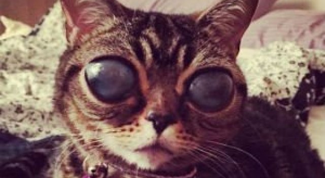 Felina cu ochi de extraterestru