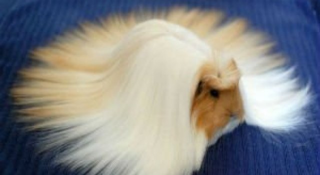 Cele mai paroase animale din lume