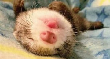 13 Animale care dorm in cele mai trasnite pozitii