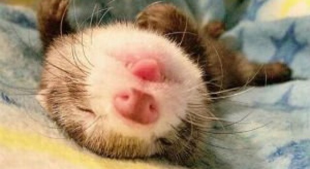 13 Animale care dorm in cele mai trasnite pozitii