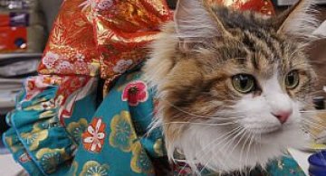 Pisicile in chimonouri fac furori in Japonia