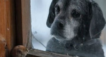 Case abandonate, ocupate de cei mai simpatici vizitatori