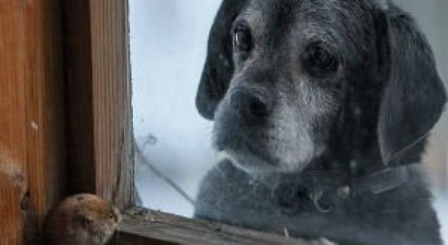 Case abandonate, ocupate de cei mai simpatici vizitatori
